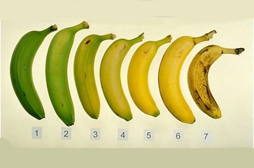 gr__ne-oder-reife-banane-500x330-500x330.jpg
