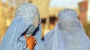 Burka, Nikab, Hidschāb: Wie heißt welcher Schleier?