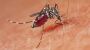 Chikungunya-Virus: WHO warnt vor möglicher Epidemie - DER SPIEGEL