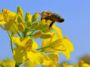 Das Tiergespräch - Wehrhafte Bienen