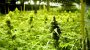 Deutschland: Cannabis-Legalisierung könnte Milliarden bringen - SPIEGEL ONLINE