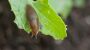 Einfacher Garten-Trick: Kurioses Mittel hält Schnecken von Ihren Pflanzen fern - FOCUS online