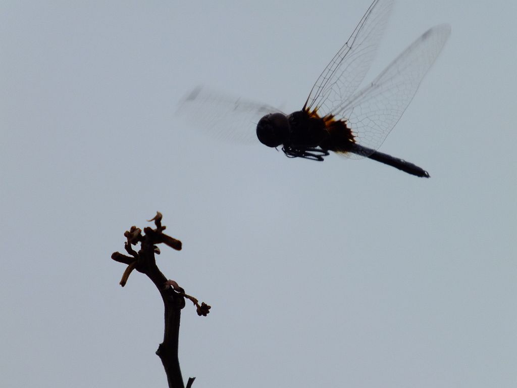 libelle_im_anflug.jpg