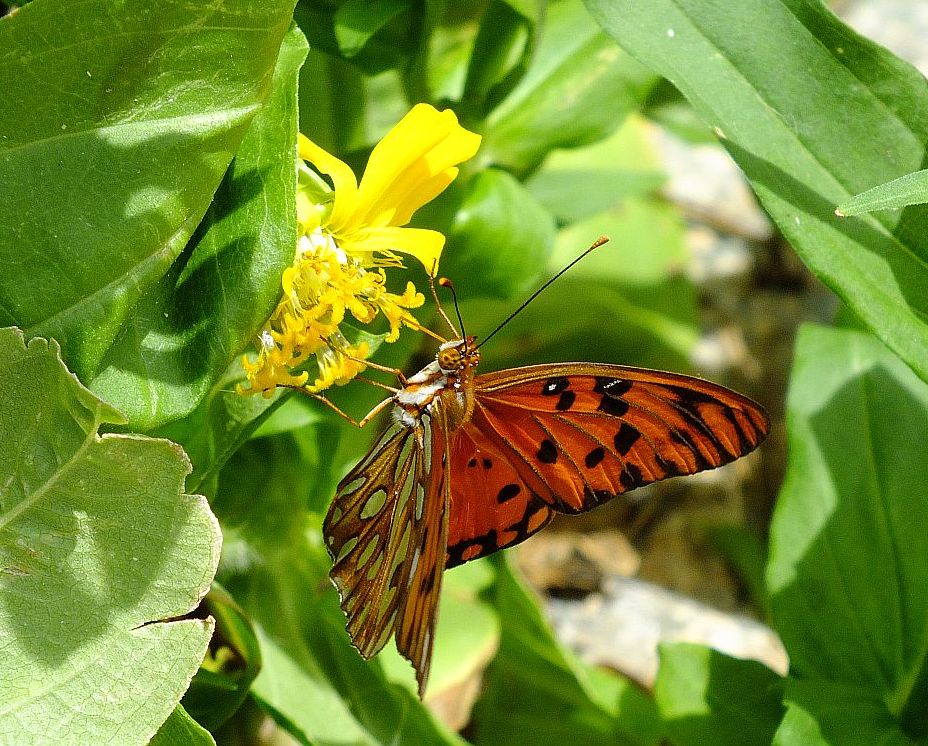 schmetterling_auf_gelber_bl__te.jpg