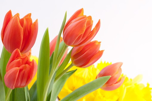 tulips-627359__340.jpg