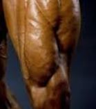 musculus_vastus_medialis.jpg