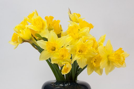 narcissus-pseudonarcissus-1255286__340.jpg