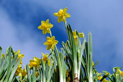 daffodils-2093307__340.jpg