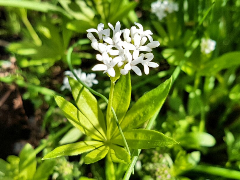 waldmeister.jpg