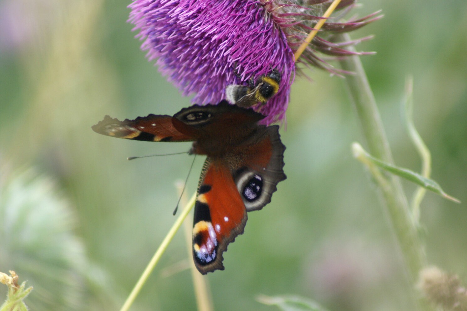 schmetterling_und_hummel.jpg