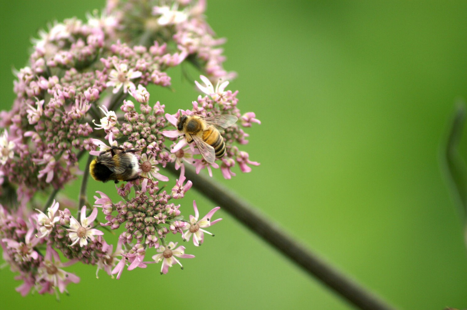 biene_und_hummel.jpg