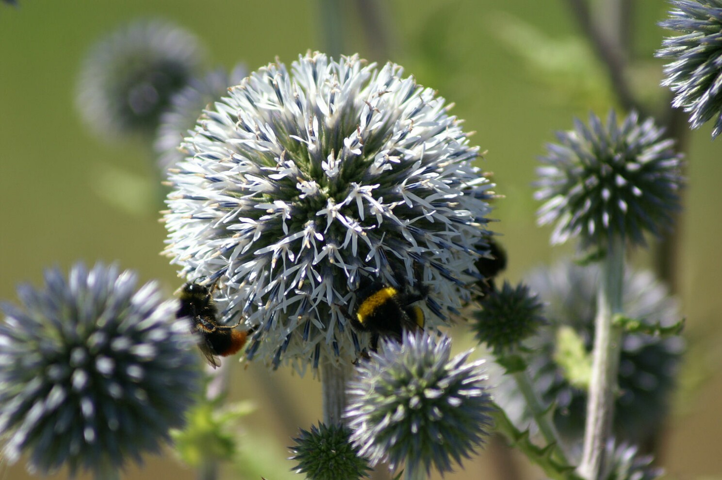 kugeldistel.jpg