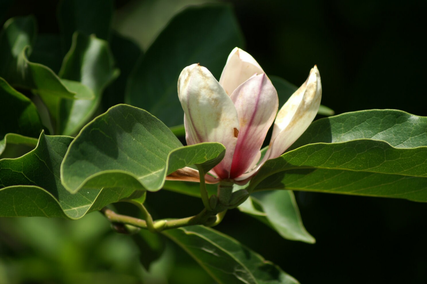 magnolienbl__te_im_juli.jpg