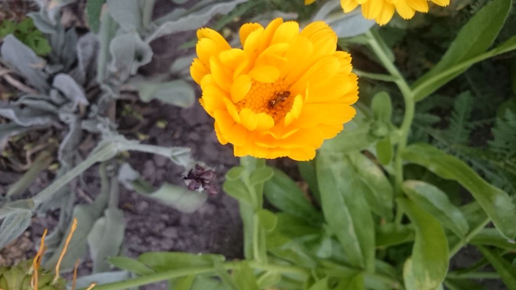 img_20180711_061438.jpg