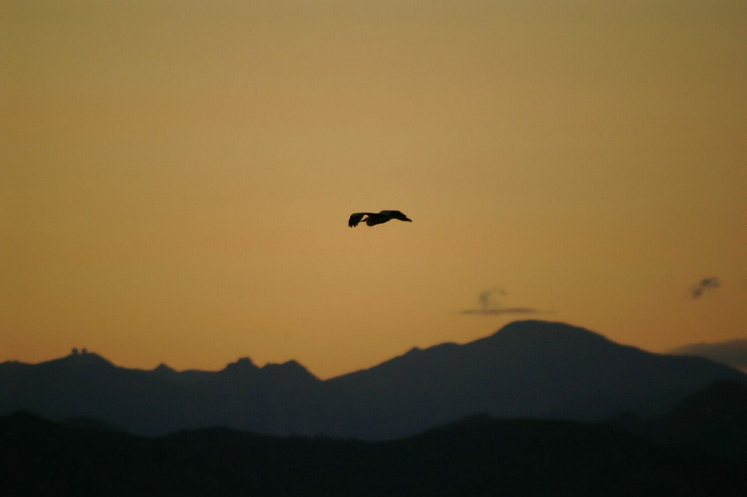 vogel_bei_sonnenuntergang.jpg