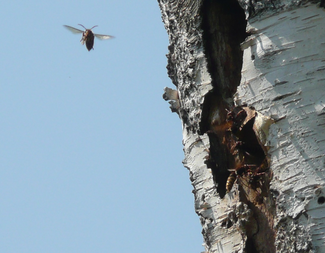 hornissennest-birke_20180724.jpg