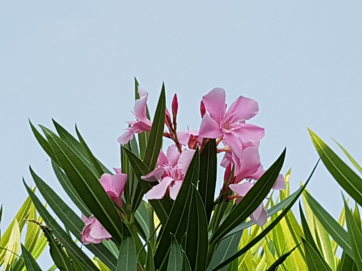 oleander.jpg