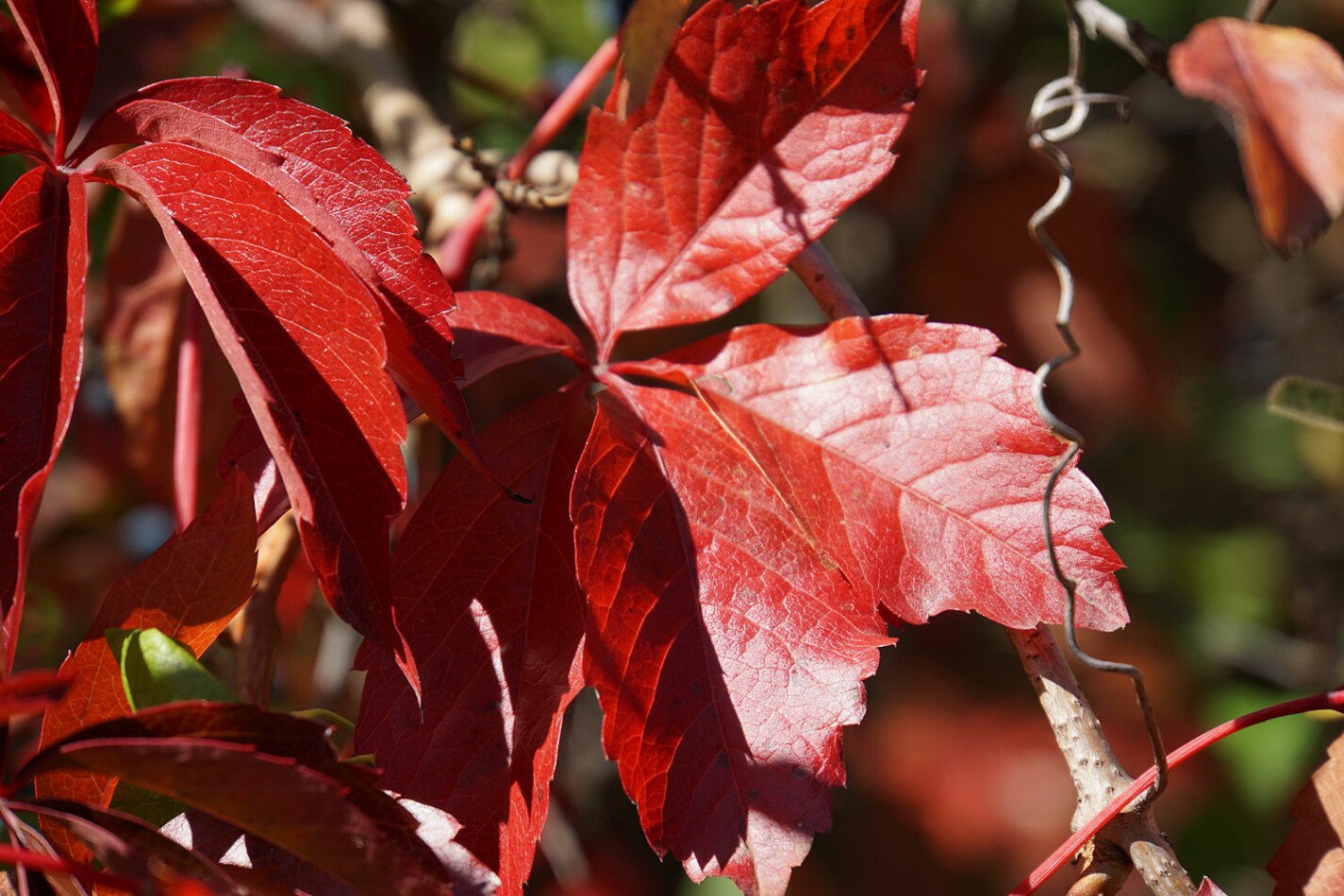 herbstbl__tter.jpg