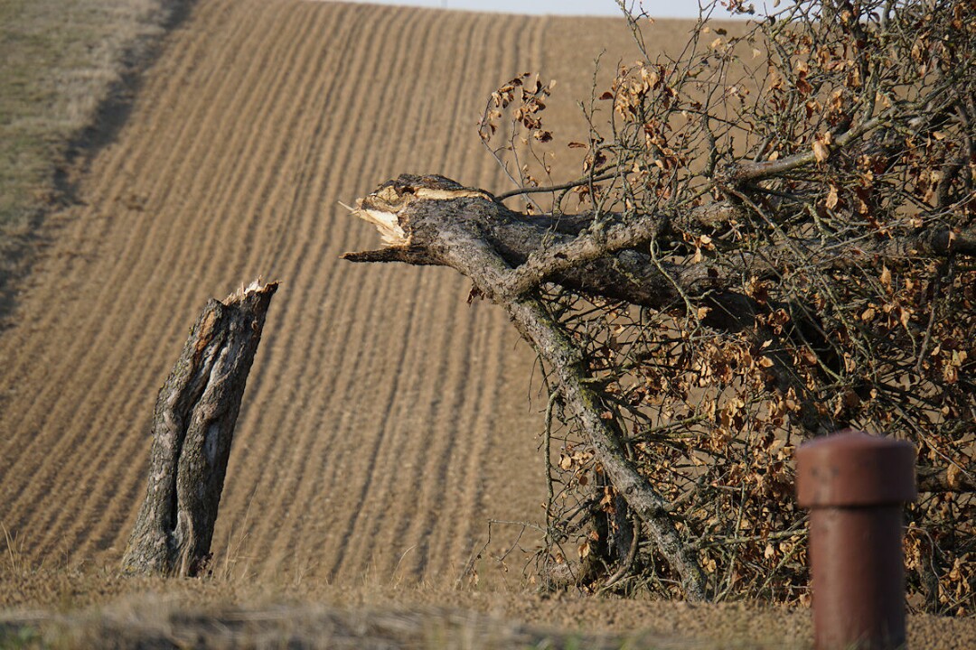 abgeknickter_baum.jpg