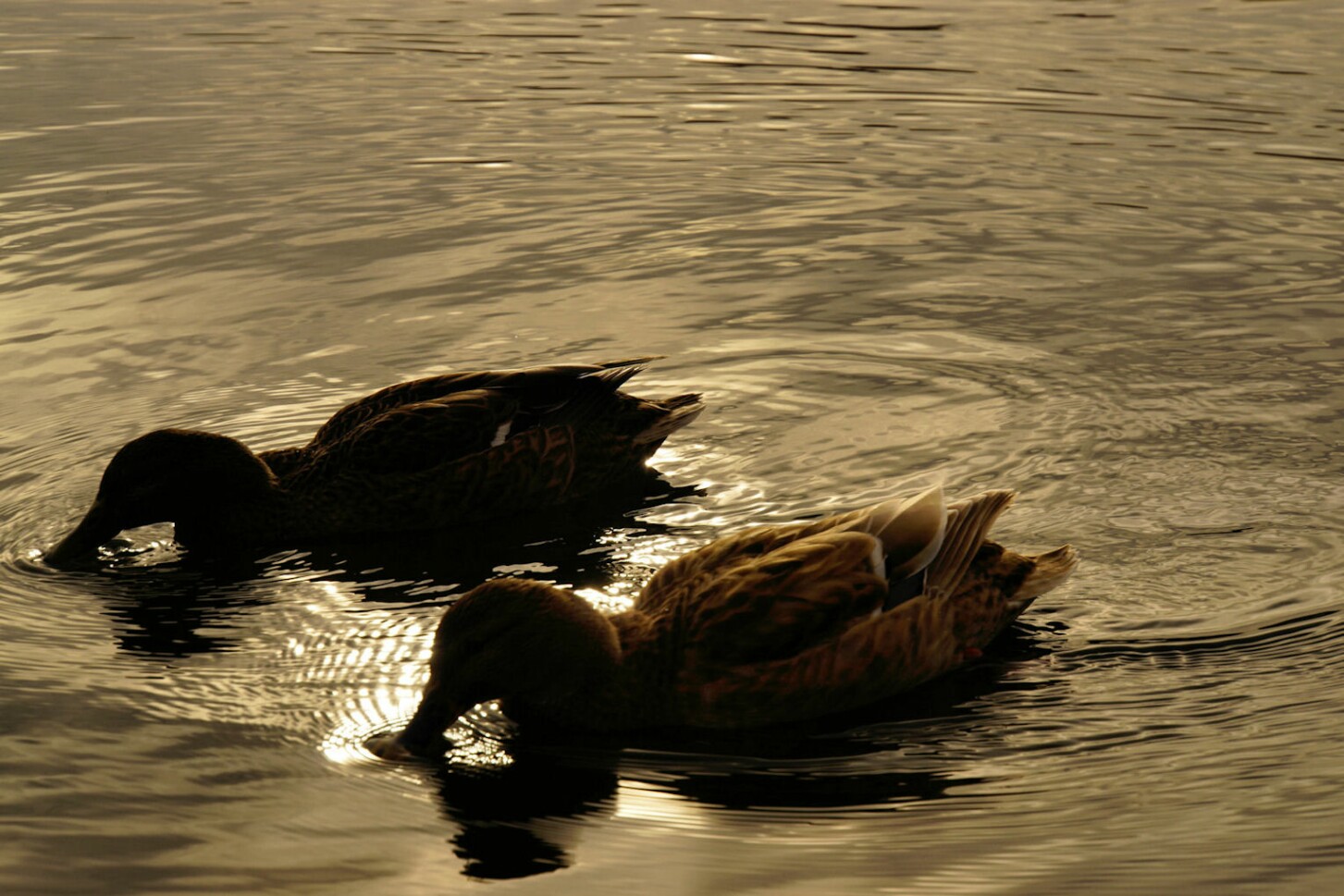 enten_am_abend.jpg