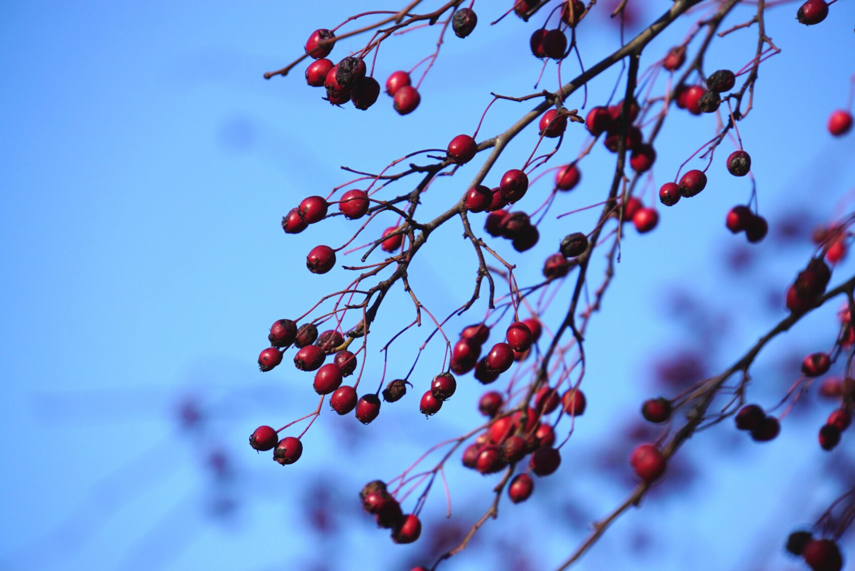 rote_fr__chtchen.jpg