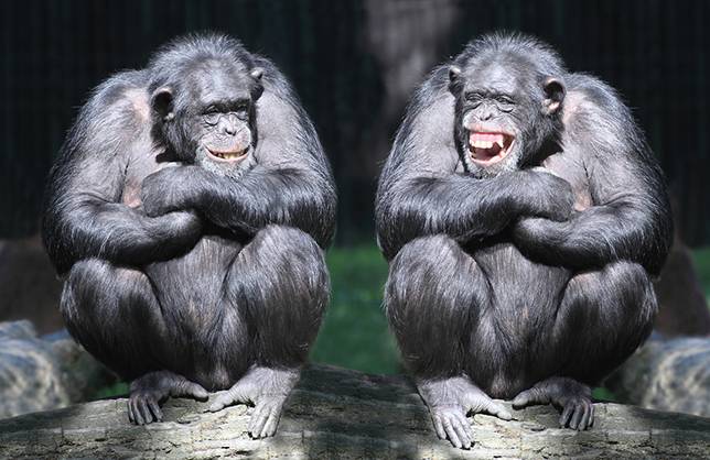 laughing_20chimps.jpg