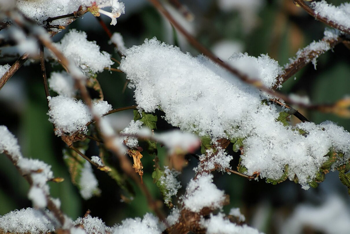 schnee_2019.jpg