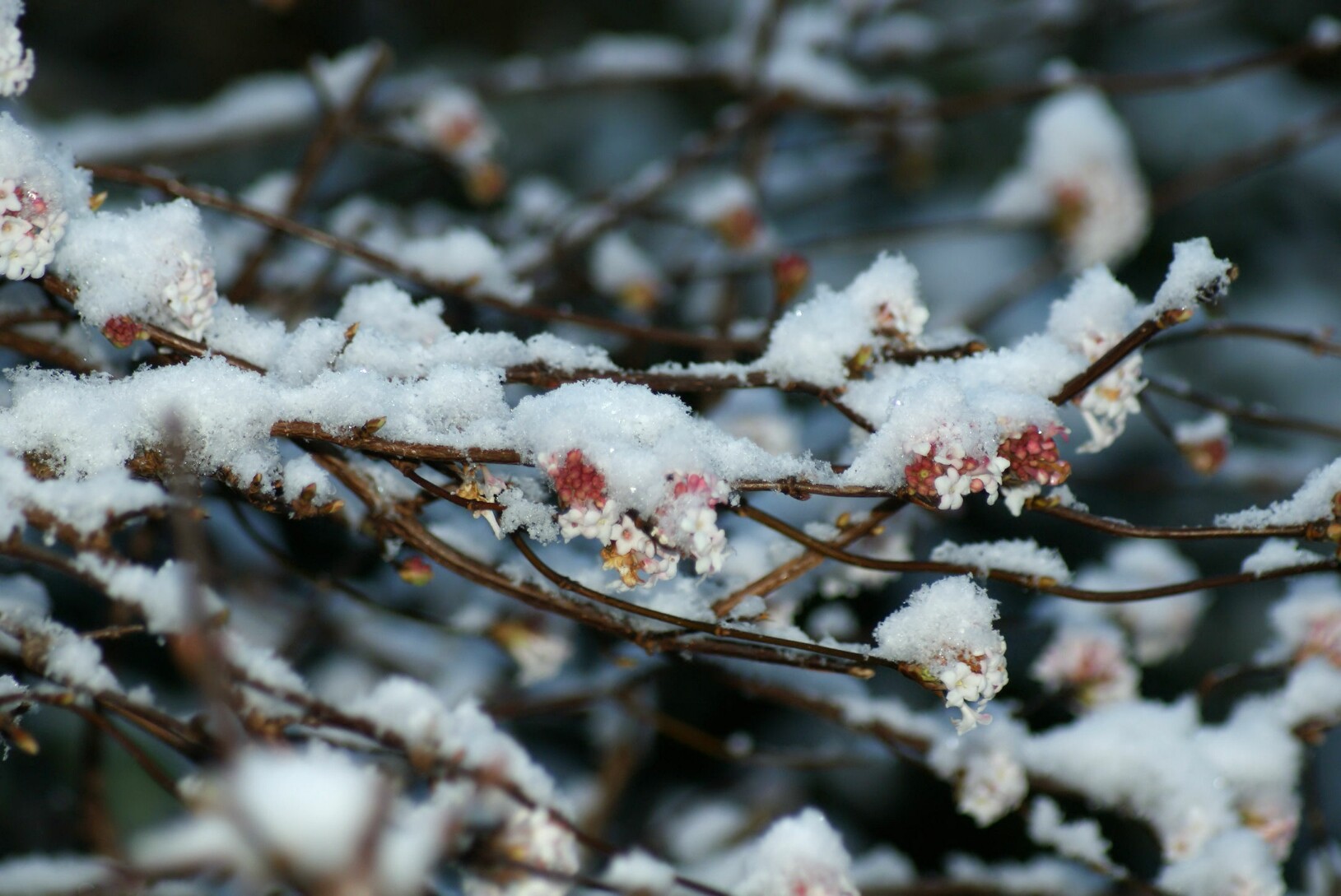 schneeball_im_schnee.jpg