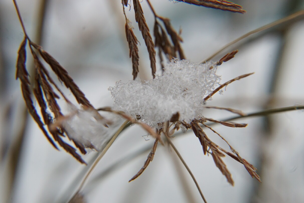 zypergras_im_schnee.jpg