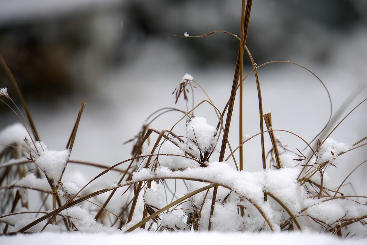 januar-schnee_1.jpg