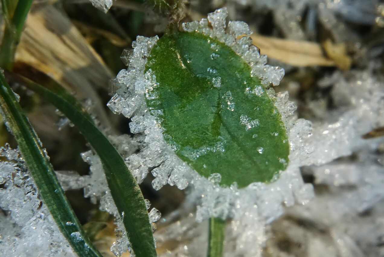 eiskristall_blatt.jpg