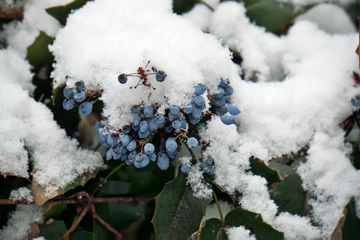 schnee_auf_der_stechpalme.jpg