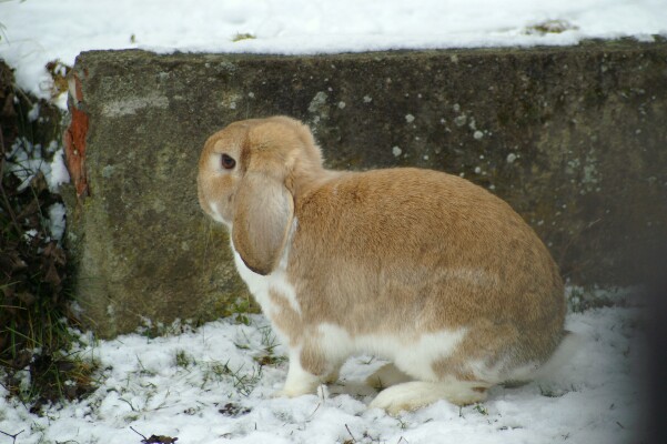 schneehase_braun.jpg