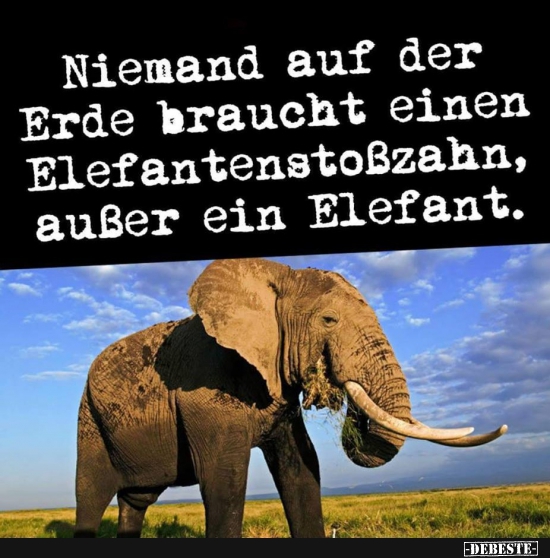 elefant.jpg