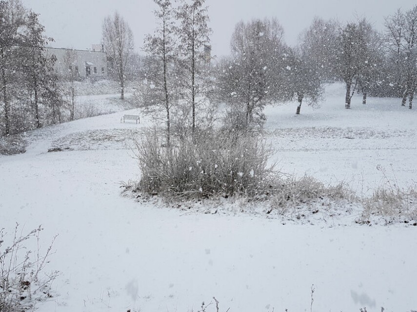 rosenmontag_2018.jpg