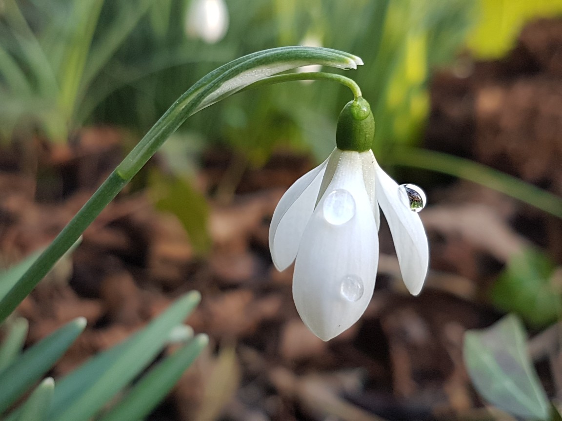 schneegl__ckchen.jpg