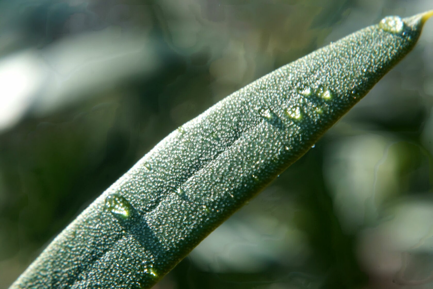 olive_nach_den_regen.jpg