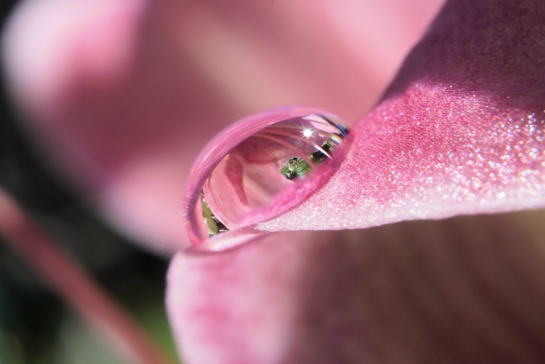 lilien-tropfen.jpg