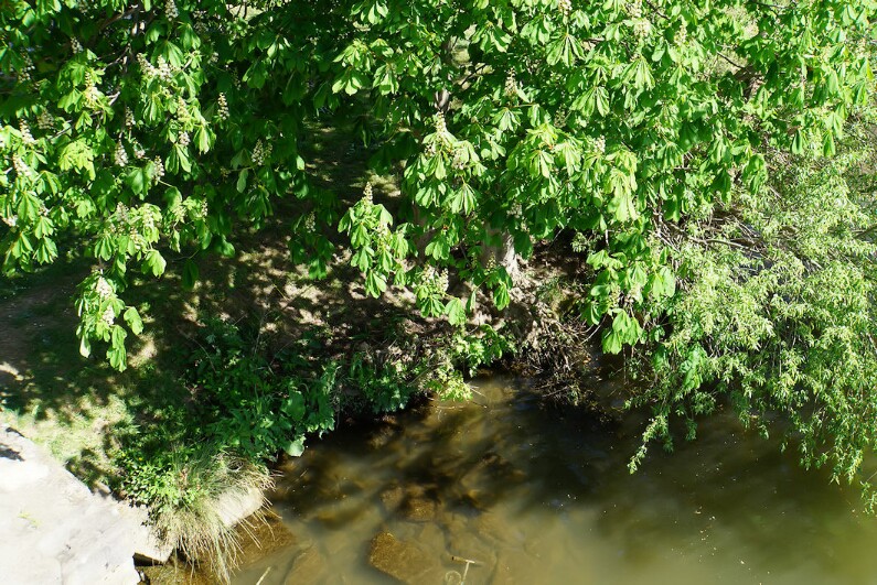 kastanie_im_wasser.jpg