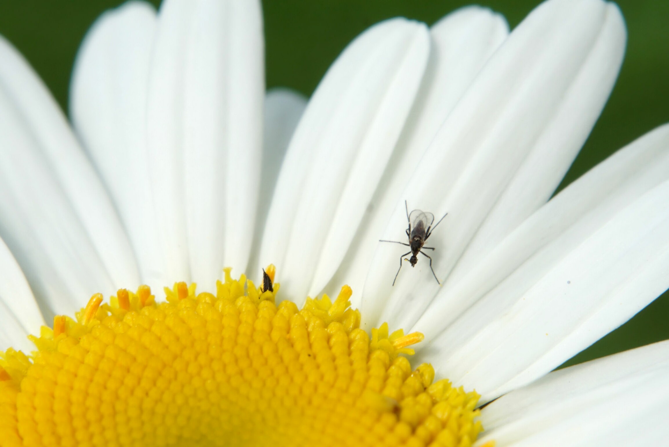 margerite_mit_fliege.jpg