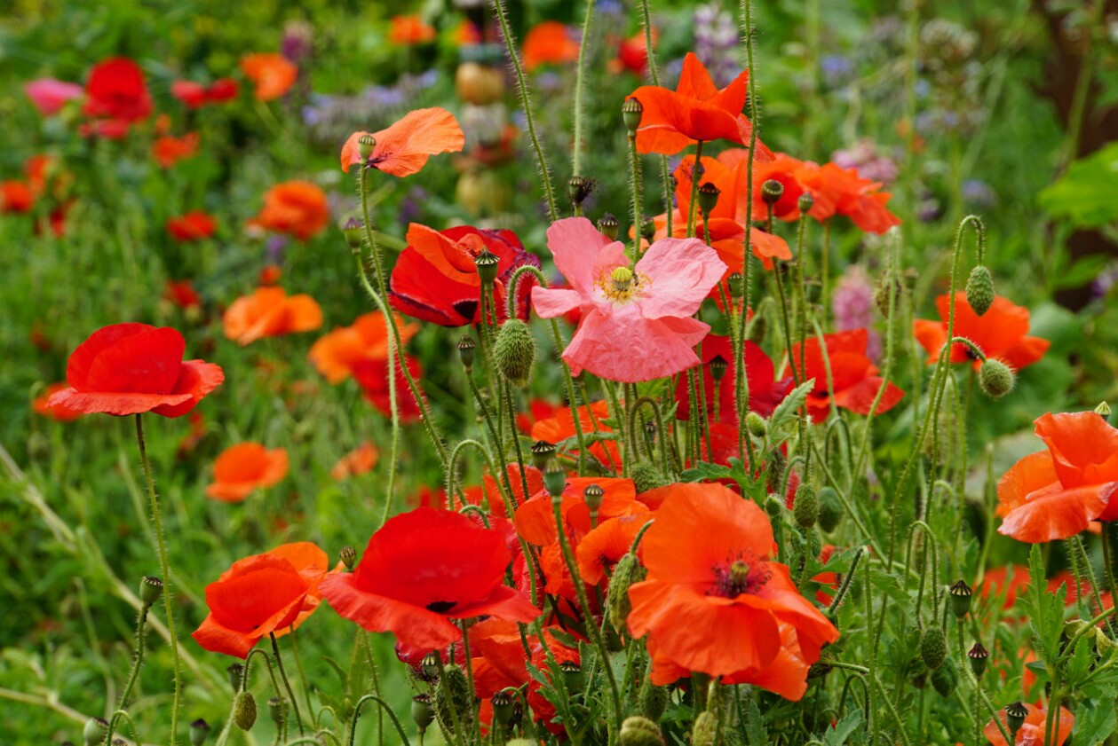 mohn_im_garten.jpg