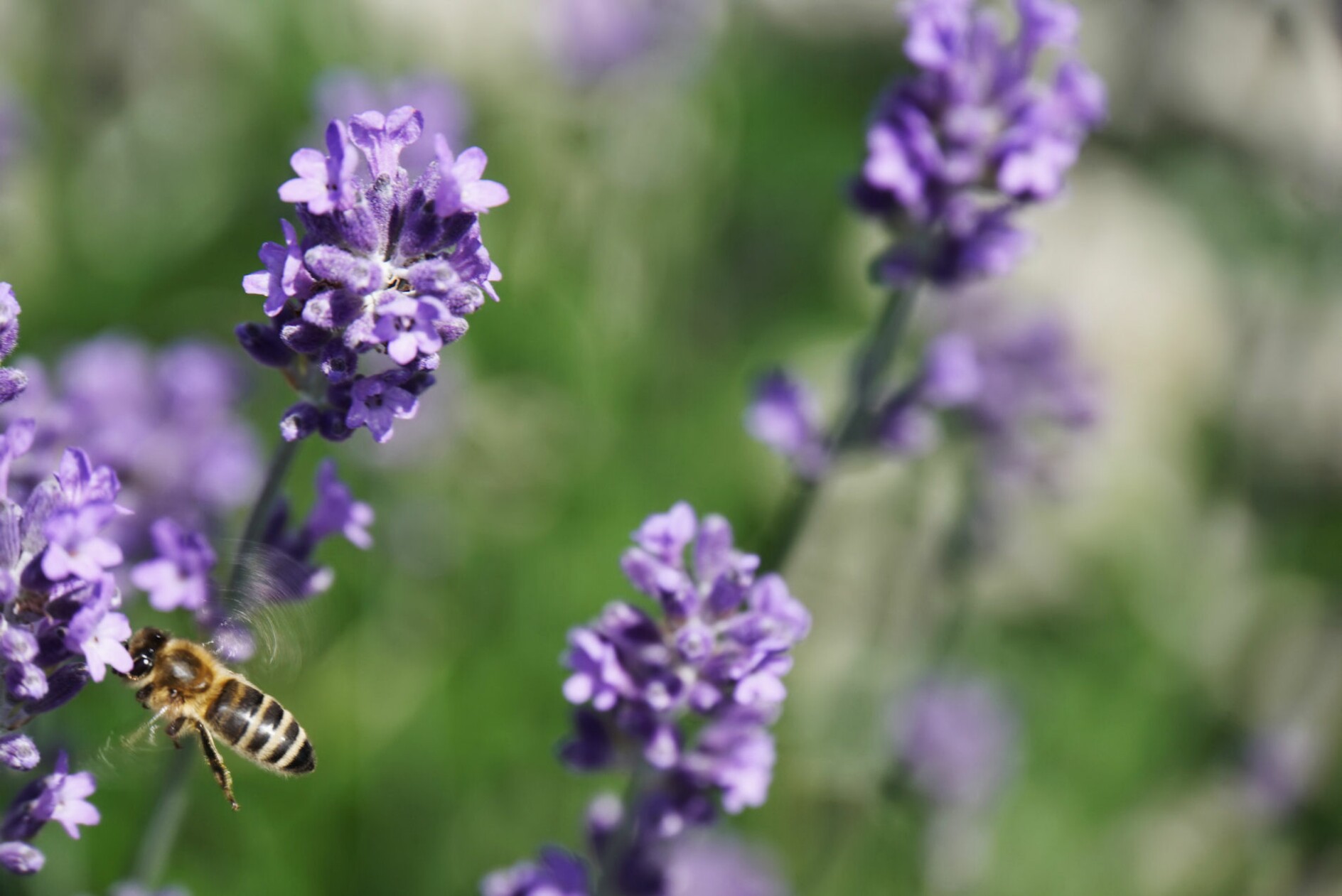 lavendel_mit_biene.jpg