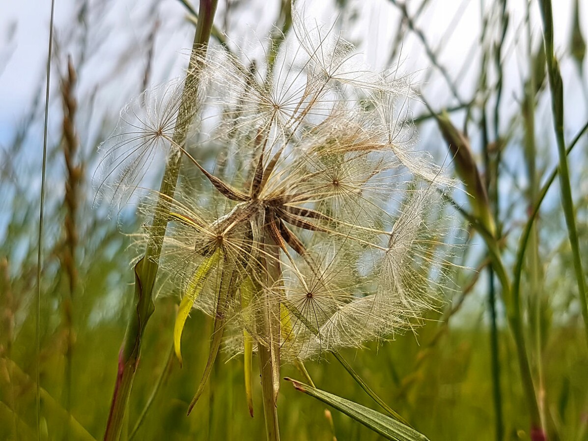 wiesenbocksbart.jpg