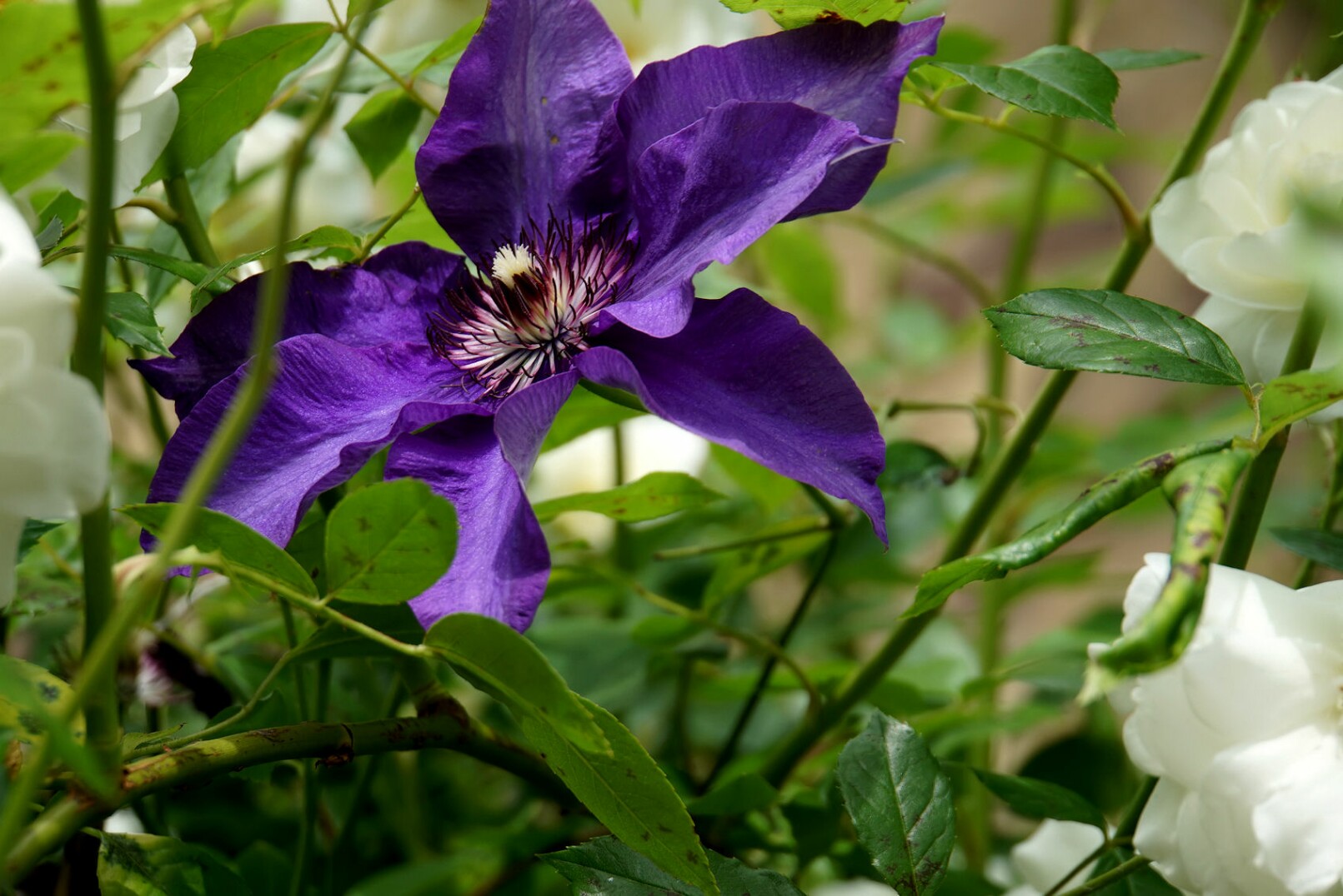 clematis_lila.jpg