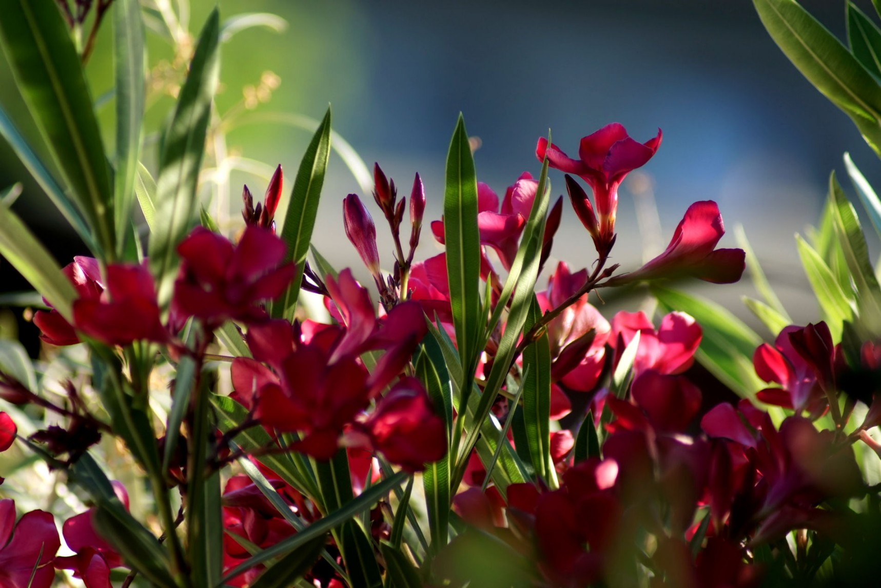 oleander_rot_2019.jpg