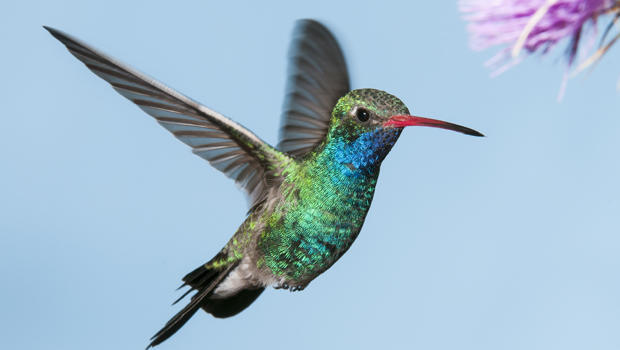 male-broad-billed-hummingbird-verne-lehmberg-....jpg