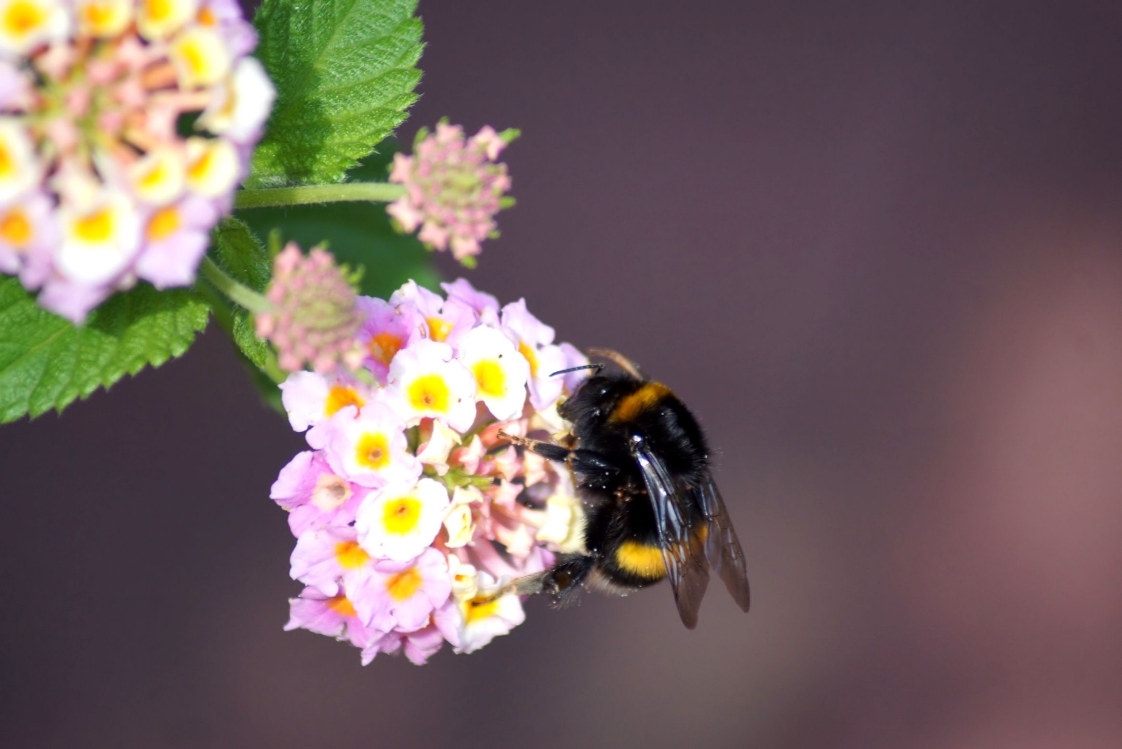 hummel_1_2019.jpg