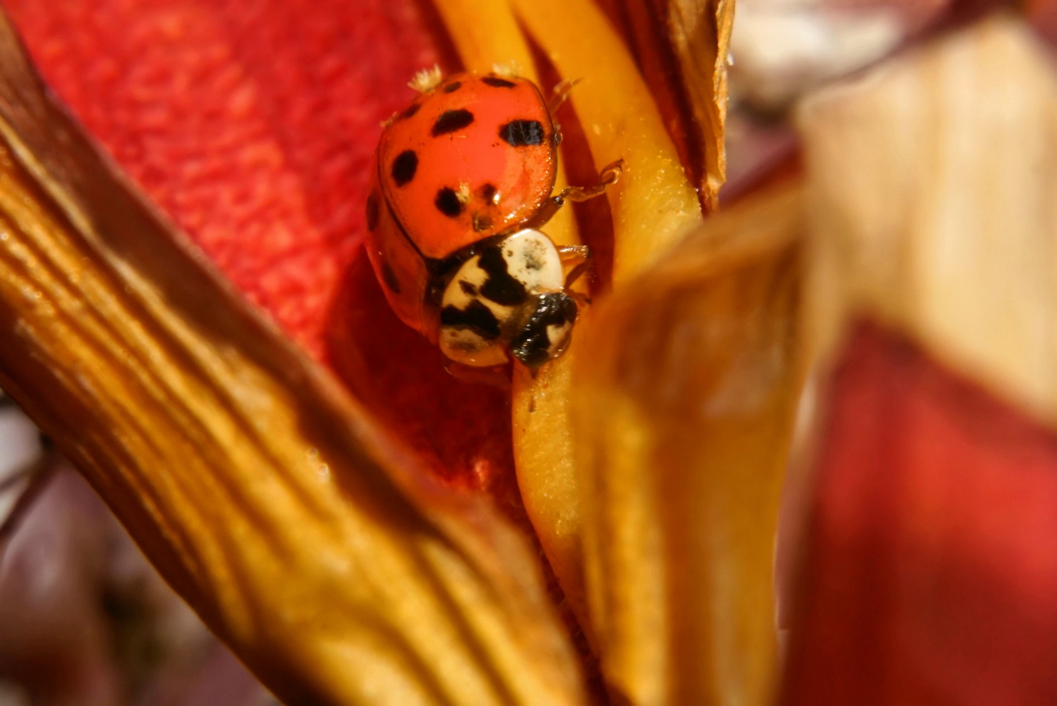 asiatischer_harlekin.jpg