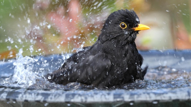 eine-amsel-badet-bei-hitze-kuehlen-sich-viele-....jpg