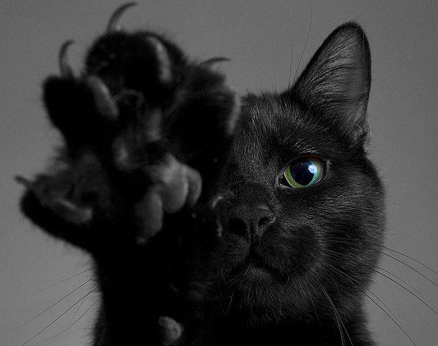 black-cat-black-cats-cat-cat-claws-cat-paw-favim.jpg